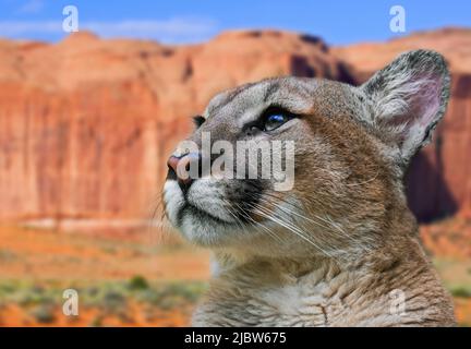 Close up portrait of cougar / puma / mountain lion / panther (Puma concolor) in North American desert mountain landscape, Arizona, USA Stock Photo