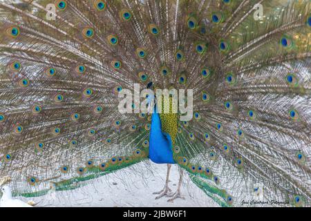 Beautiful peacock with its feathers spread out in a multicolored fan Stock Photo