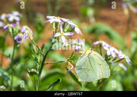 Adult Female common brimstone butterfly (Gonepteryx Rhamni) on a radish flower (Raphanus Sativus) Stock Photo
