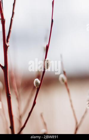 Willow branch with buds in sunny spring day Stock Photo