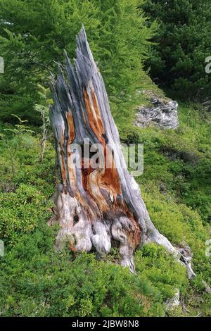 Old dry stump of a broken tree is located on a rocky slope in a dark forest. Stock Photo
