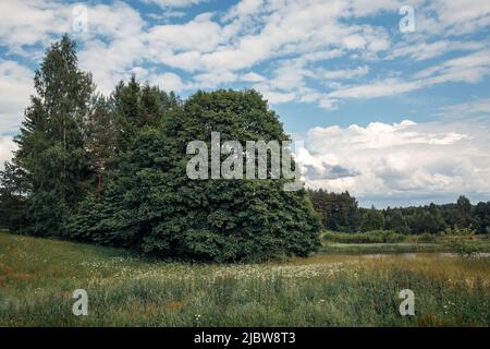 Summer rural landscape with a very large and green maple tree in the center. Amazing cloudy sky. Stock Photo