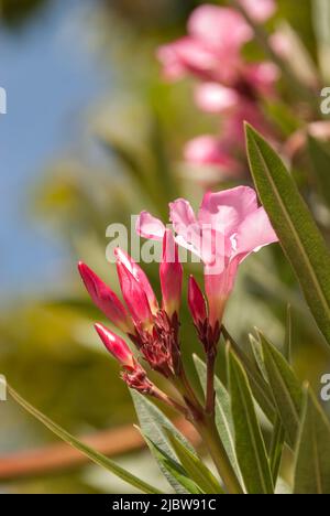 Close up of pink nerium oleander flower buds Stock Photo