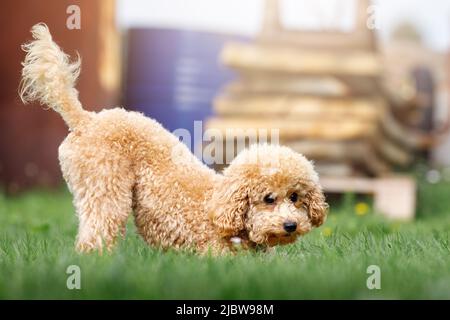 Peach toy poodle best sale