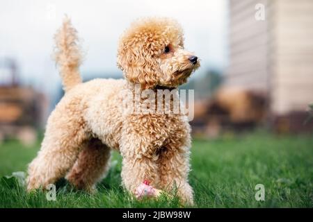 A portrait of a peach-colored little poodle puppy standing in the yard on the grass and looking into the distance. Stock Photo