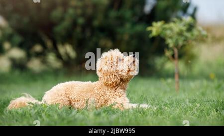 Poodle lie on the grass he looks up and awaiting instructions from his owner. Stock Photo