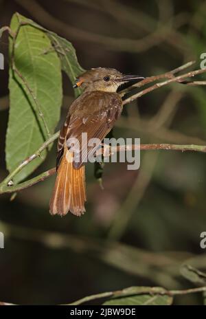 Northern Royal Flycatcher (Onychorhynchus mexicanus) adult perched on twig Carara, Costa Rica               March Stock Photo