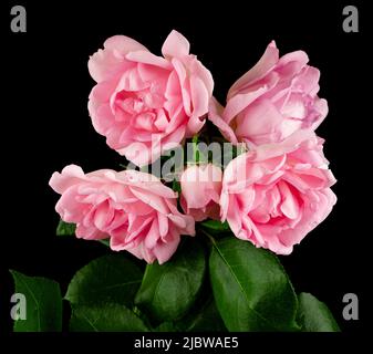 a bouquet of flowers from roses, on a black background Stock Photo