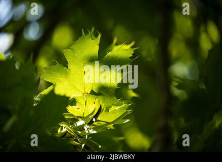 The sun shining on green maple tree leaves in the foreground on a blurred dark background in summer in Lancaster County, Pennsylvania Stock Photo