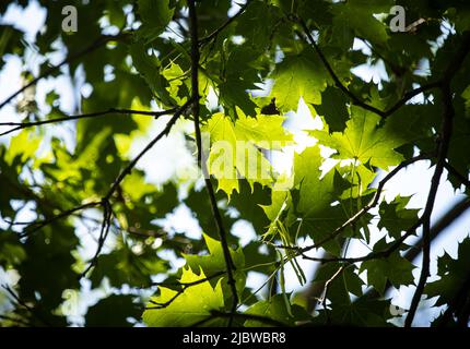 The sun shining on green maple tree leaves in the foreground on a blurred dark background in summer in Lancaster County, Pennsylvania Stock Photo