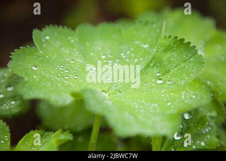 lady-s mantles plant - green leaf with water drops or raindrops Stock Photo