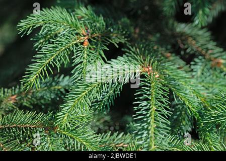 Spruce branches in a closeup Stock Photo