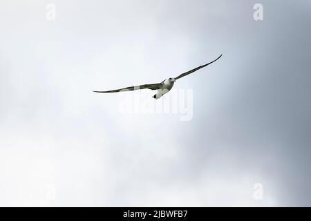 Laysan Albatross, Oahu, Hawaii Stock Photo