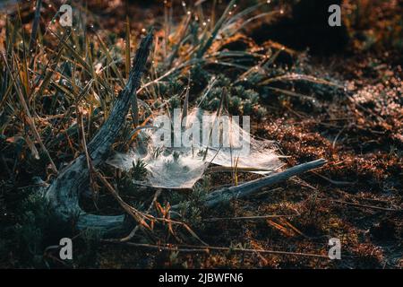 Cobweb bathed in dew and rays of the rising sun Stock Photo