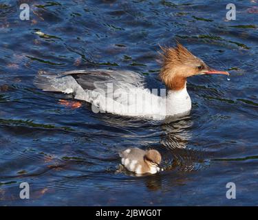 A female Goosander with one of her chicks, on a sunny day. The bright light showing the colourful plumage of the mother & the soft down of the chick. Stock Photo