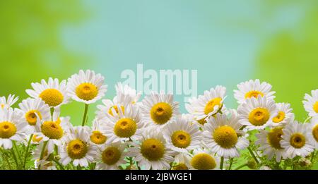 Panorama of white beautiful daisies with sunrise on the background. (selective focus ) Beautiful chamomile flowers in meadow. Spring or summer nature Stock Photo