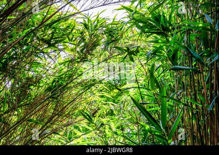A canopy of green bamboo leaves Stock Photo