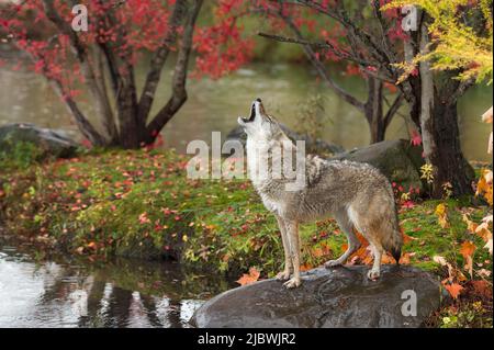 Coyote Stands On Rock Ledge Canis Latrans Sonoran Desert Arizona