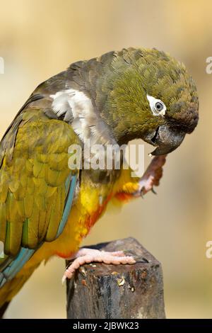 Profile Burrowing Parrots (Cyanoliseus patagonus) eating fruit Stock Photo