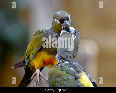 Two Burrowing Parrots (Cyanoliseus patagonus) beaking each other Stock Photo