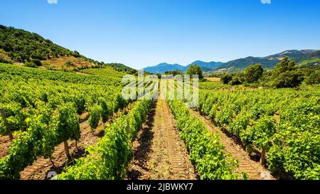 Spring overview of the rows of a of a vineyard in Sardinia, Italy. Traditional agriculture. Stock Photo