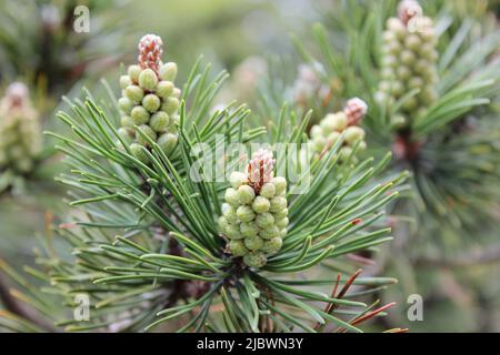 Fresh young Pine buds on branches close-up. Blossom pine buds used of healthy drugs in alternative medicine. Stock Photo