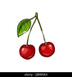 Hand drawn two cherries isolated on white. Vector illustration in colored sketch style Stock Vector