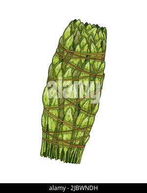 Hand drawn sage smudge stick. Vector illustration in colored sketch style Stock Vector