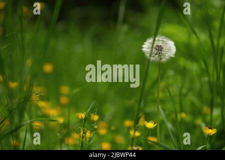 close up of a blowball Stock Photo