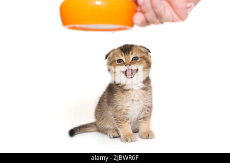 Woman's hand gives food to a small Scottish fold kitten, isolated on a white background Stock Photo