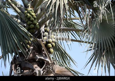 SENEGAL, Casamance, Ziguinchor, Diola village BASSÈRÉ, oil palm / Ölpalme Stock Photo