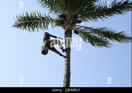 SENEGAL, Casamance, Ziguinchor, Diola village BASSÈRÉ, oil palm / Ölpalme Stock Photo