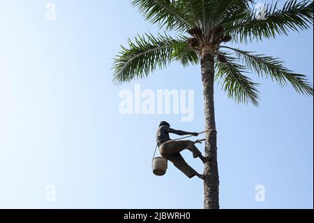 SENEGAL, Casamance, Ziguinchor, Diola village BASSÈRÉ, oil palm / Ölpalme Stock Photo