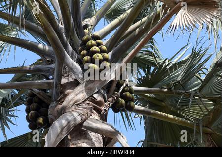 SENEGAL, Casamance, Ziguinchor, Diola village BASSÈRÉ, oil palm / Ölpalme Stock Photo