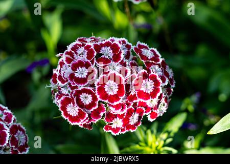 Red Sweet William Flower Close Up Stock Photo