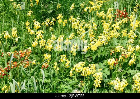Common Cowslips (Primula veris) on verge in the village of Hook Norton Oxfordshire England uk Stock Photo