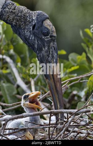 Close up of adult Wood Stork parent tending to beak open, young chick in nest at Wakodahatchee Wetlands in Florida Stock Photo