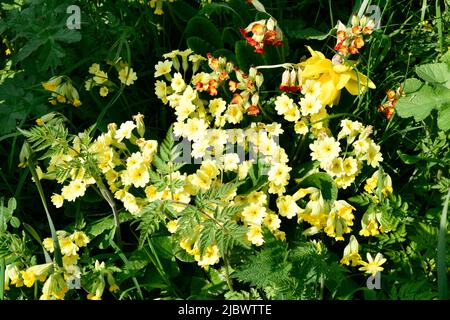 Common Cowslips (Primula veris) on verge in the village of Hook Norton Oxfordshire England uk Stock Photo