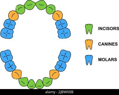 Primary teeth dentition anatomy. Child upper and lower jaw. Child tooth ...