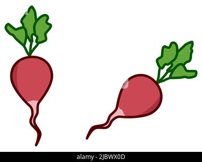 Simple red radish with green leaves drawing illustration Stock Vector