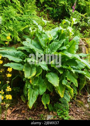 Large leaves of the half hardy, green and white spathed calla lily, Zantedeschia aethiopica 'Green Goddess' Stock Photo