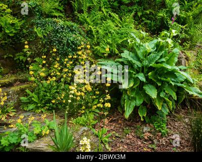 Large leaved green and white spathed calla lily, Zantedeschia aethiopica 'Green Goddess' grows next to the candelabra primula, Primula helodoxa Stock Photo