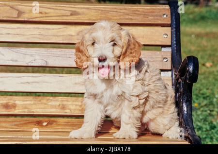 A Labradoodle puppy on a bench Stock Photo - Alamy