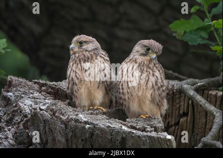 Two fluffy Kestrels sitting patiently for food Stock Photo