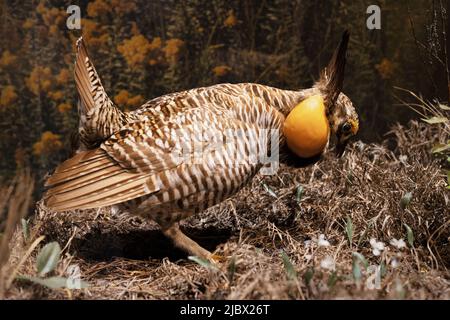 Tympanuchus cupido - the greater prairie chicken. Stock Photo
