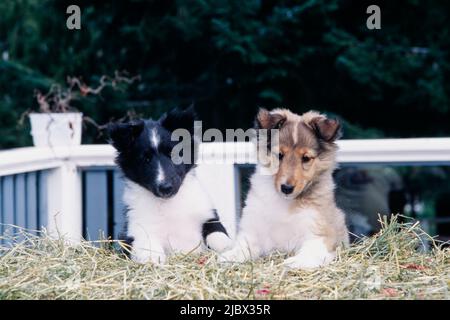 Two sheltie puppies on a hay bale Stock Photo