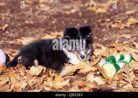 Sheltie puppy in leaves Stock Photo