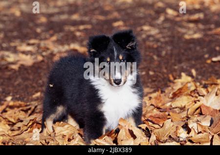 Sheltie puppy in leaves Stock Photo