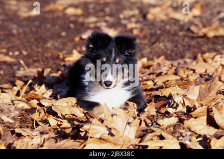 Sheltie puppy in leaves Stock Photo