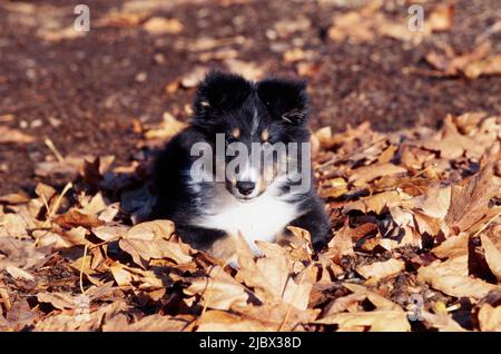 Sheltie puppy in leaves Stock Photo